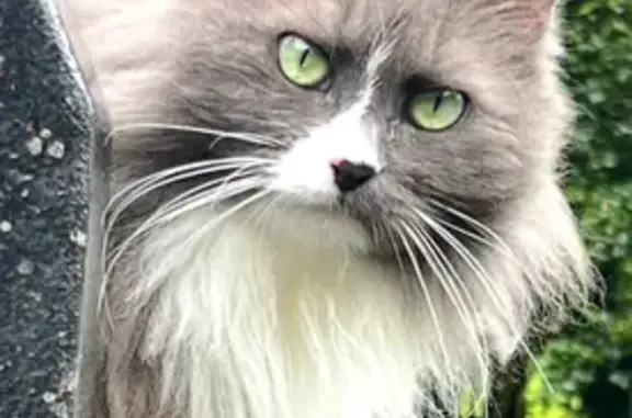 Lost Cat: White Socks & Boots, Sunshine Coast