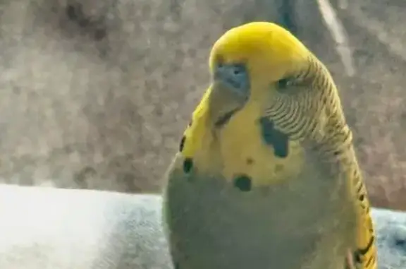 Lost Budgie: Tame, Yellow & Green in Berowra