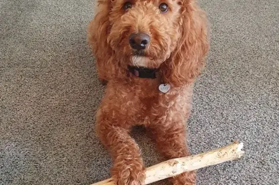 Lost Dog: May, Golden, Purple Collar