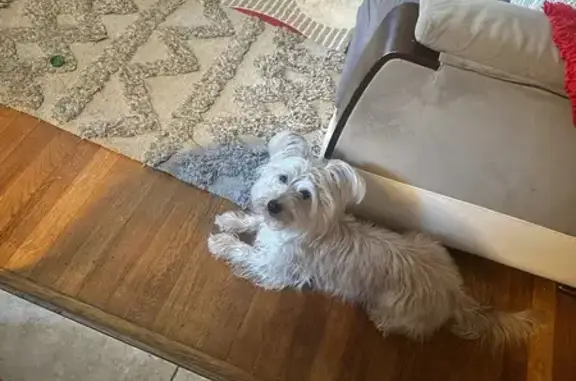 Lost and found pets New York, photo: Lost Blond Dog with Red Collar on E 87th