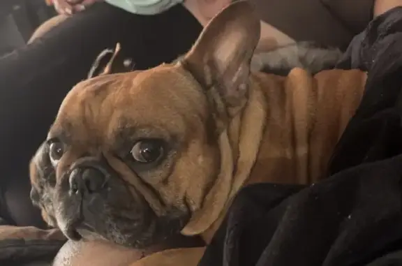 Lost: Brown French Bulldog in Dallas