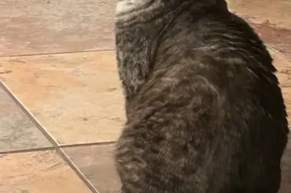 Lost Egyptian Mau with Bright Green Eyes