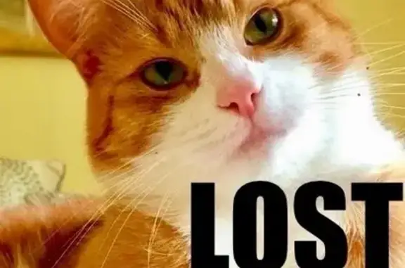 Help Find Julius: Lost Orange Tabby