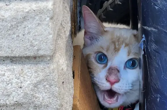 Found: Friendly White & Orange...