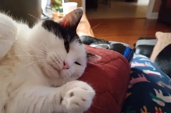 Lost Cat: White & Black, Snipped Ear