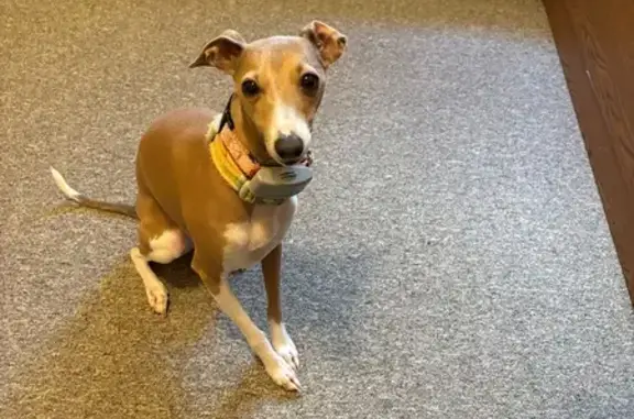Lost: Skittish Italian Greyhound in Ashburn