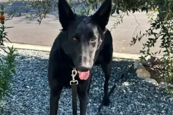 Found pets Los Angeles, photo: Found Dog: Black Collar, Spotted Mouth