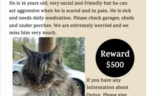 Friendly 16-Year Maine Coon Lost - Parkview