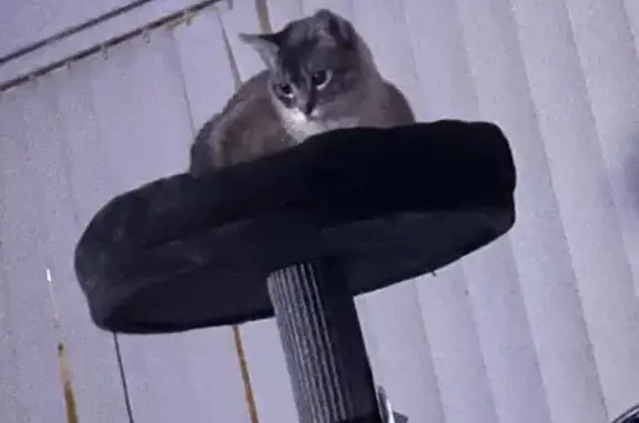 Lost Gray Cat: Help Bring Her Home!