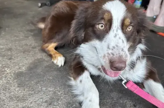 Found pets Albany, photo: Found: Purebred Aussie Shepherd, Albany