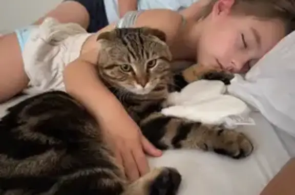 Lost: Large Brown Scottish Fold on Hoyt