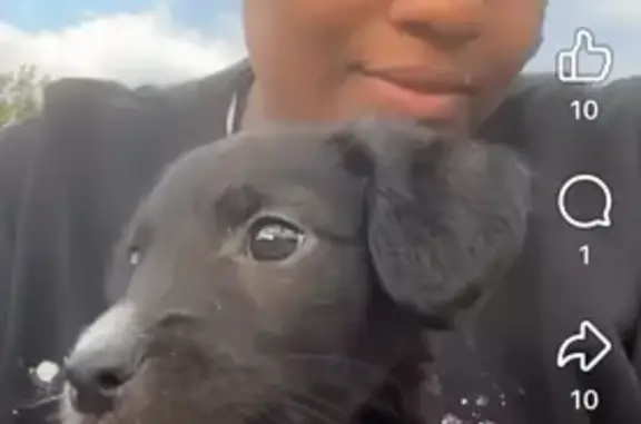 Lost and found pets Louisville, photo: Lost Black Brindle Staffy in Louisville