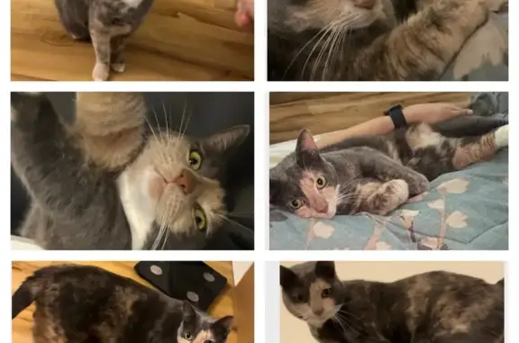 Missing cat Newark, photo: Help Find Babi: Lost Cat in Newark, NJ