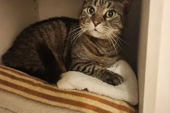 Lost and found pets Schaumburg, photo: Lost Senior Tabby Cat: Schaumburg Area