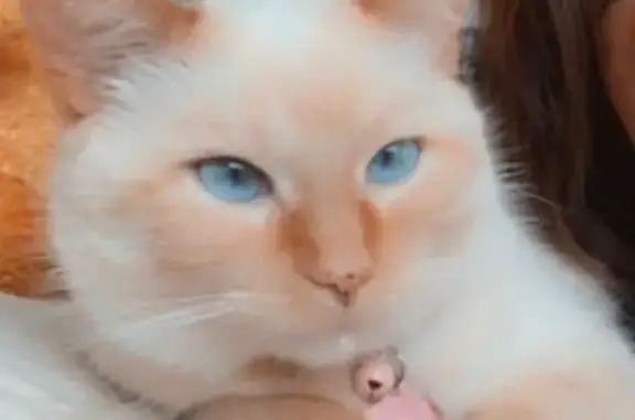 Lost Siamese Cat: White & Blue Eyes