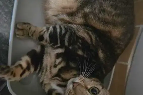 Animaux perdus , photo: Chat tigré perdu à Colombes, craintif