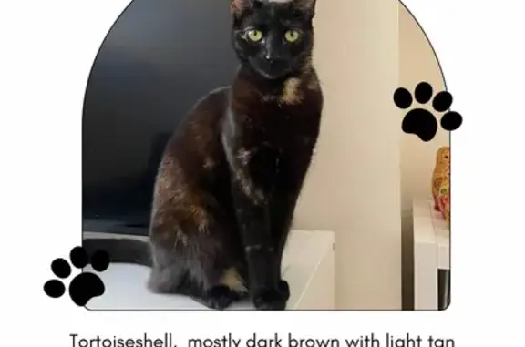 Lost Tortoiseshell Cat on Haxby Road