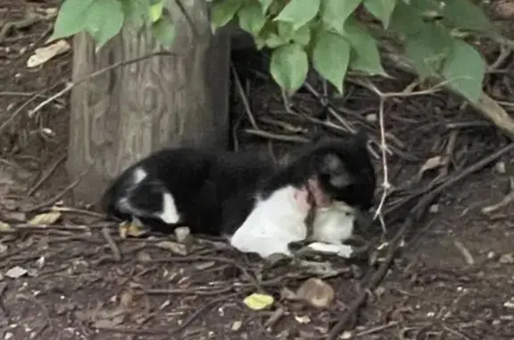 Injured Black & White Cat Foun...