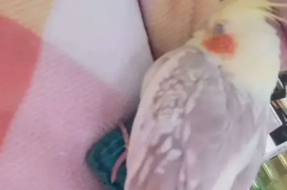 Lost: Friendly Yellow Bird on Anzac Rd
