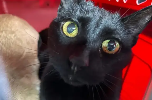 Lost and found pets Chicago, photo: Lost Cat: Black Fur, Unique Eyebrows!