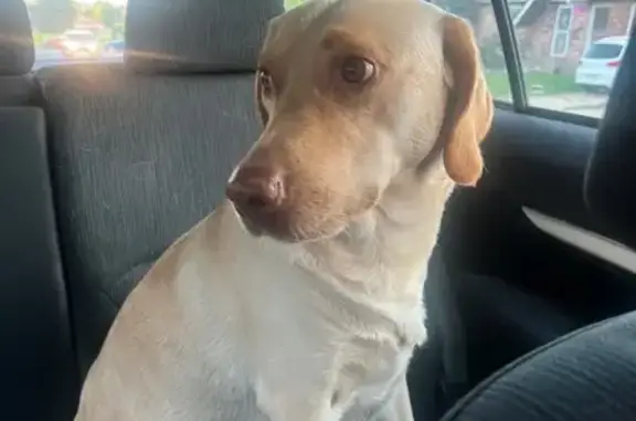 Found dog Northglenn, photo: Found: Sweet Yellow Lab in Northglenn