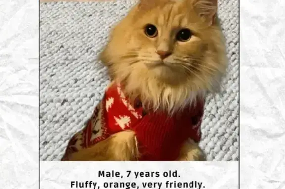 Lost and found pets San Diego, photo: Lost Cat: Fluffy, Vocal, Blue Bow Tie