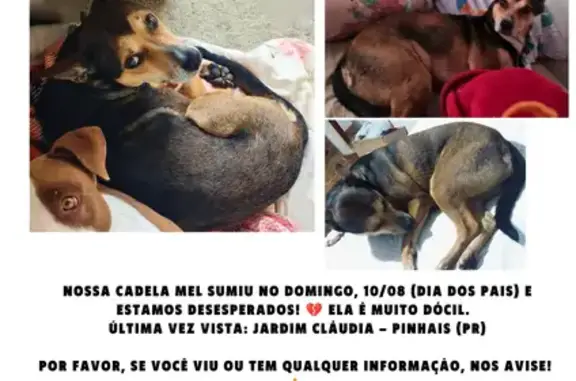 cachorro desaparecida
