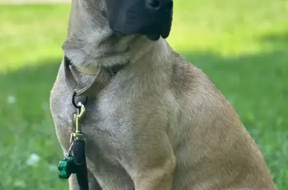 Missing dog Burlington, photo: Lost Dog in Burlington: Tan & Skittish