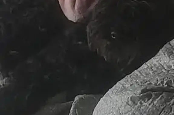cachorro desaparecida