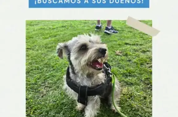 Perro encontrado , foto: Schnauzer Gris Encontrada en Eje 6, CDMX