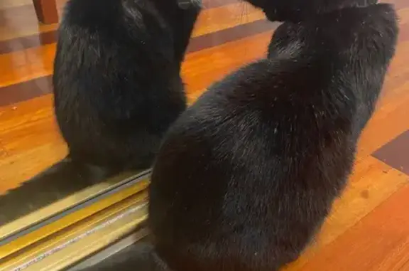 Lost Black Cat: Affectionate & Microchipped