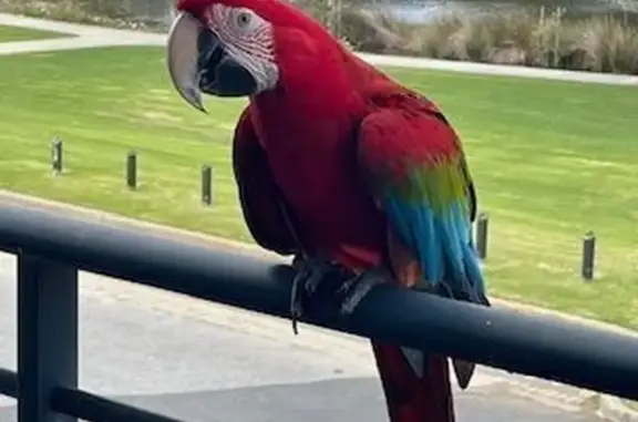 Friendly Red-Headed Bird Found...