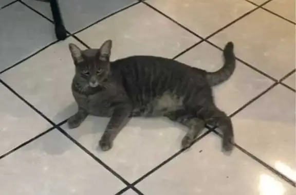 Buscamos Gato Gris Perdido en...