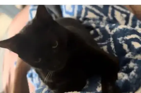 Chat noire yeux verts perdue Rue Blanche - photo