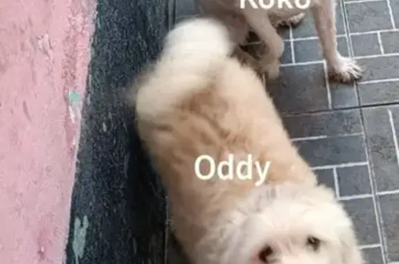 Perros Perdidos en Neza: Koko y Oddy
