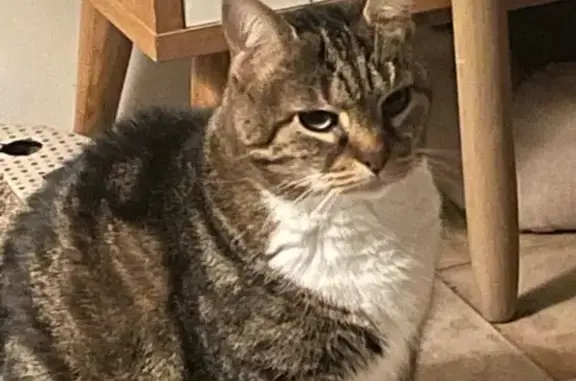 Chat perdue, craintive à Fontenay-le-Vicomte - photo