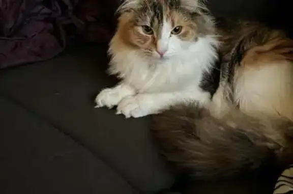 Lost Cat: Ginger, B&W on Tomps...