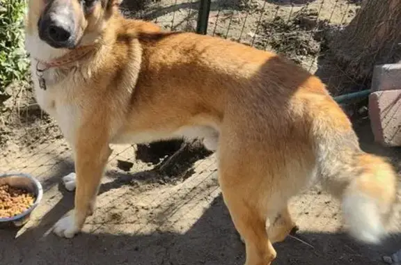 Lost Dog: Half Blue Eye on Trifone Rd