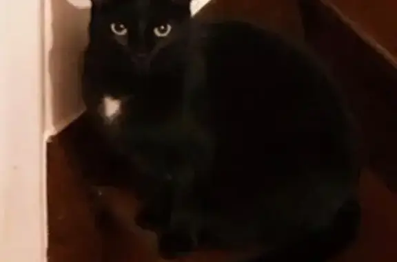 Chatte perdue: noire, cœur blanc, yeux verts - photo