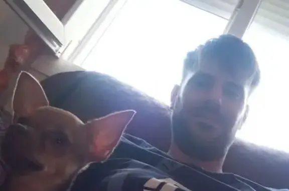 Perro Marrón Perdido en La Línea - Calle Sol