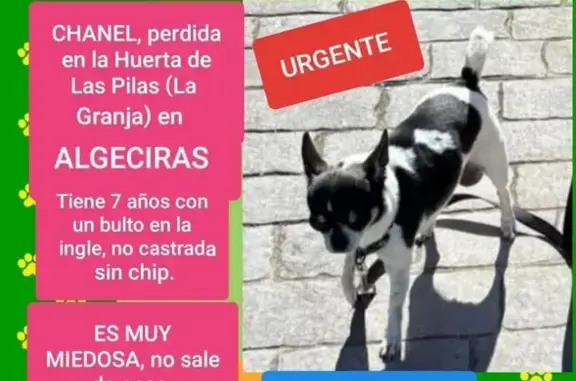 ¡Ayuda! Perro perdido en Algeciras: Chanel