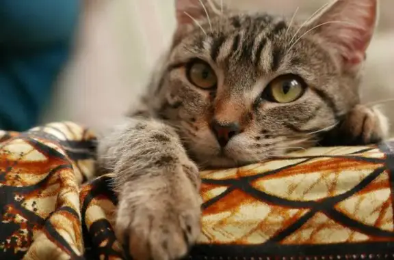 Animaux perdus Lans-en-Vercors, photo: Chatte Tigrée Perdue, 4 ans, Lans-en-Vercors
