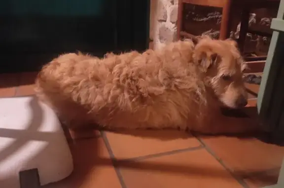 Animaux trouvés Névez, photo: Chien trouvé sociable, 10 ans, Névez