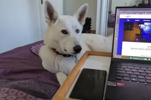 Lost: White Shepherd 'Misty' -...