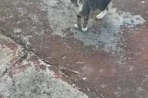 Chatte 4 mois disparue, blessée, Marseille - photo