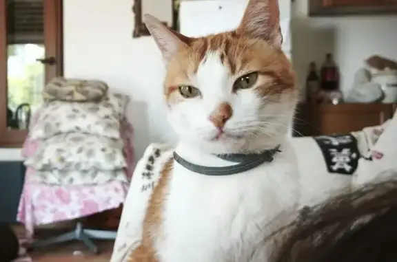 Buscamos a Gato Mayor: Blanco y Naranja