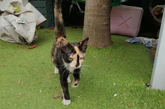 Chat trouvé Les Sables-d'Olonne, photo: Chaton multicolore trouvé aux Sables-d'Olonne