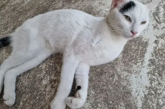 Chat perdu : Myrddin, blanc et taches noires - photo