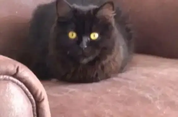 Chat perdu, , photo: Chat noir perdu, craintif, harnais rouge