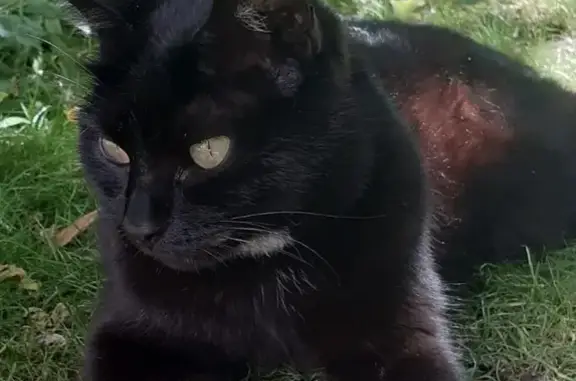 Animaux perdus Arradon, photo: Chatte noire perdue à Arradon
